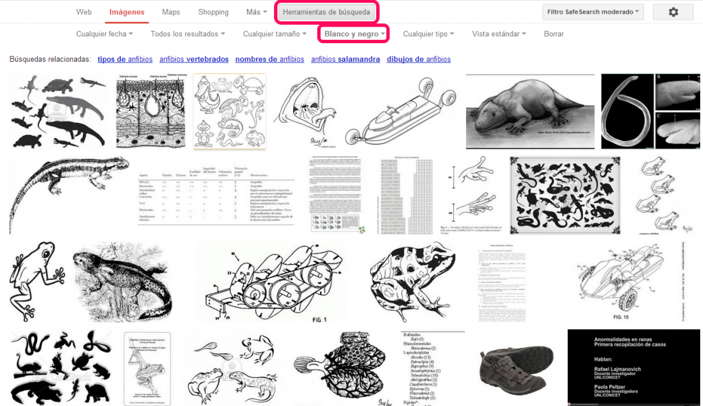 anfibios_google_search_diagramas